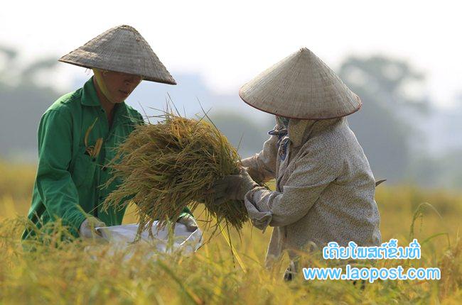 Farmers harvest rice at a paddy field in Dong Tri village, outside Hanoi