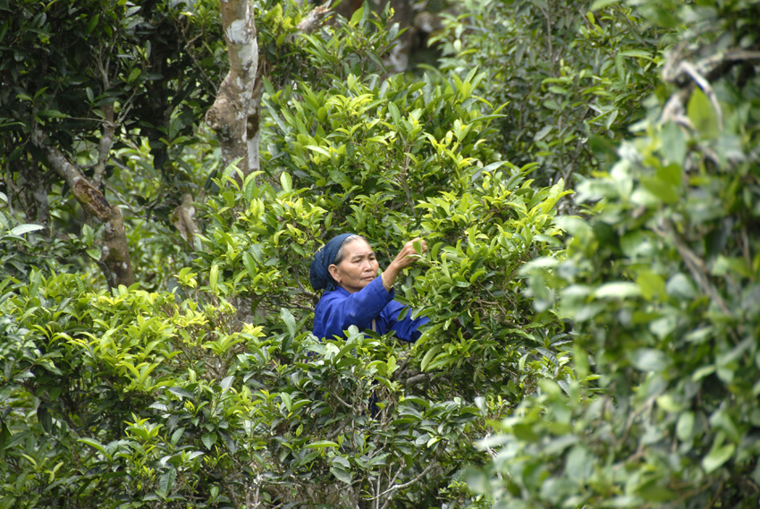 Teepflückerin der Phunoy Ethnie pflückt Teeblätter in den Kronen alter Teebäume, Ban Komaen, Phongsali Provinz, Laos