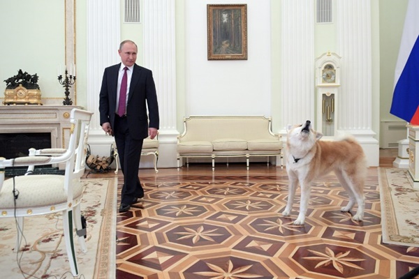 A picture taken on December 7, 2016 shows Russian President Vladimir Putin as he arrives with his Yume, an Akita dog, prior to an interview by Nippon Television Network Corporation and Yomiuri Shimbun in the run-up to his official visit to Japan. / AFP PHOTO / SPUTNIK / Alexey DRUZHININ