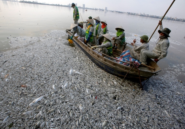 Workers collect dead fishes floating in the polluted West Lake in Hanoi