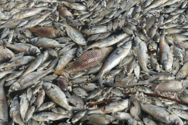 VIETNAM-ENVIRONMENT-POLLUTION-FISH-DEATH